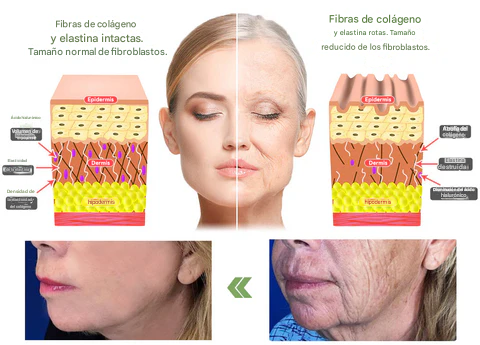 LOVILDS™𝐋𝐮𝐱𝐮𝐫𝐢𝐨𝐮𝐬 - Crema Reafirmante de Colágeno Dankat